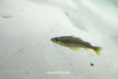 Acuario del Museo del Mar. Peces, estrellas de mar, anémonas, erizos, esponjas, ecosistemas, ....