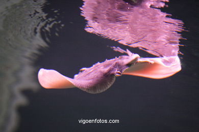 Aquarium of the Museum of the sea. 