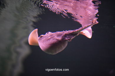 Aquarium of the Museum of the sea.