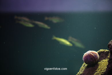 Acuario del Museo del Mar. Peces, estrellas de mar, anémonas, erizos, esponjas, ecosistemas, ....