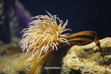 Aquarium of the Museum of the sea.