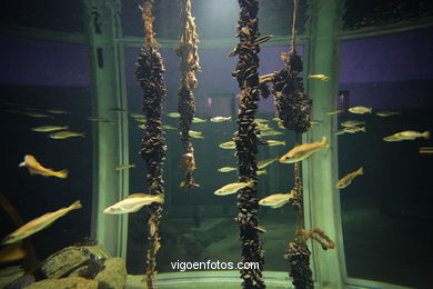 Acuario del Museo del Mar. Peces, estrellas de mar, an�monas, erizos, esponjas, ecosistemas, .... 