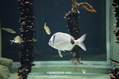 Acuario del Museo del Mar. Peces, estrellas de mar, anémonas, erizos, esponjas, ecosistemas, ....