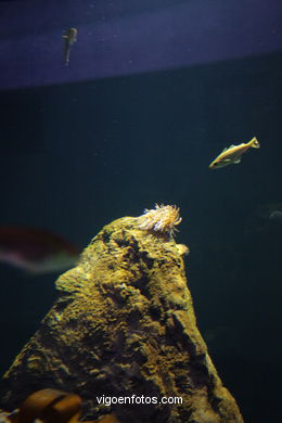 Acuario del Museo del Mar. Peces, estrellas de mar, anémonas, erizos, esponjas, ecosistemas, ....