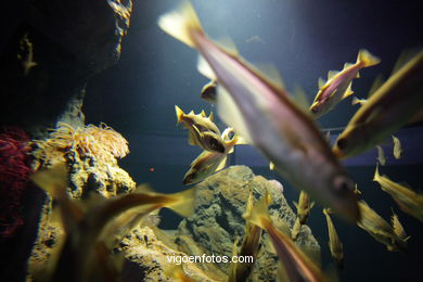 Acuario del Museo del Mar. Peces, estrellas de mar, anémonas, erizos, esponjas, ecosistemas, ....
