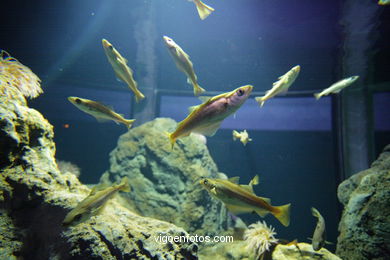 Acuario del Museo del Mar. Peces, estrellas de mar, anémonas, erizos, esponjas, ecosistemas, ....