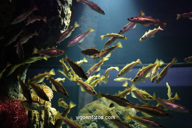 Acuario del Museo del Mar. Peces, estrellas de mar, an�monas, erizos, esponjas, ecosistemas, .... 