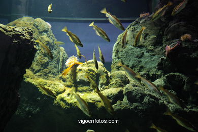Acuario del Museo del Mar. Peces, estrellas de mar, anémonas, erizos, esponjas, ecosistemas, ....