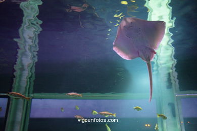 Acuario del Museo del Mar. Peces, estrellas de mar, anémonas, erizos, esponjas, ecosistemas, ....