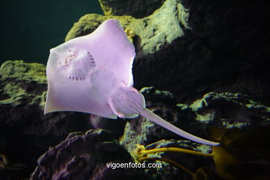 Aquarium of the Museum of the sea.