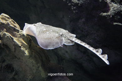 Aquarium of the Museum of the sea.