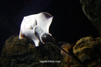 Aquarium of the Museum of the sea
(Museum of the sea of Galicia)
. 