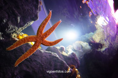 Aquarium of the Museum of the sea.
