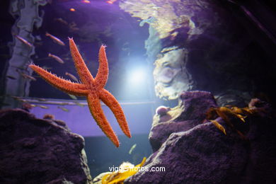 Acuario del Museo del Mar. Peces, estrellas de mar, anémonas, erizos, esponjas, ecosistemas, ....