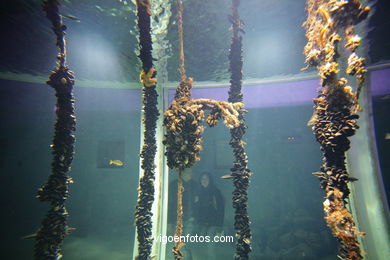 Acuario del Museo del Mar. Peces, estrellas de mar, anémonas, erizos, esponjas, ecosistemas, ....