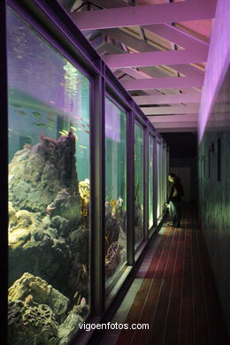 Acuario del Museo del Mar. Peces, estrellas de mar, an�monas, erizos, esponjas, ecosistemas, .... 