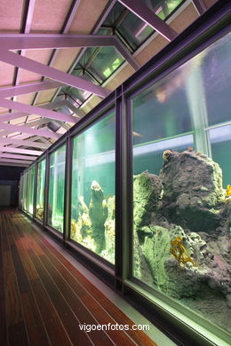 Aquarium of the Museum of the sea. 