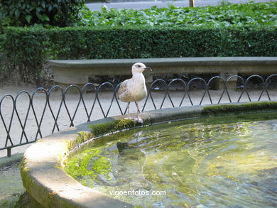 Gaviota en fuente de la Alameda
-  (Map location). 