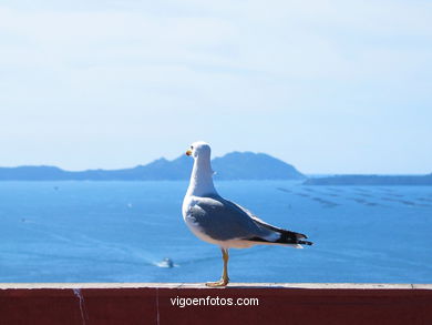 Gaviota en cornisa con vistas a la ría.