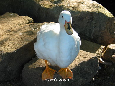 Pato en estanque del Castro.