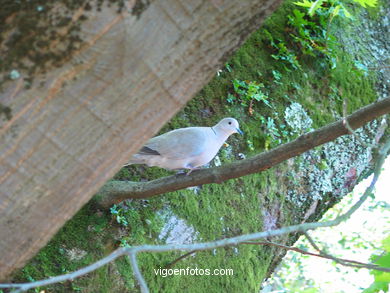 T�rtola en el Castro. 