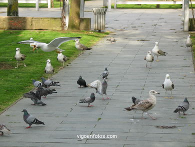 Palomas y gaviotas en los jardines de Elduayen
-  (Map location). 