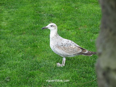 Gaviota en los jardines de Elduayen. 