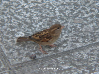 Gorri�n en jardines del Areal. 