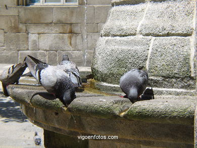 Palomas en fuente de plaza de la Princesa.