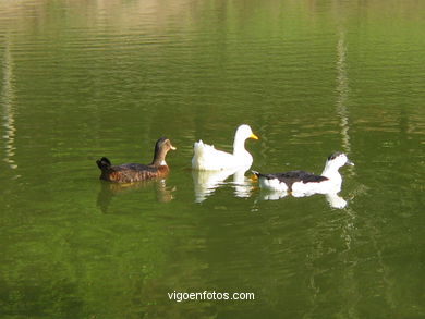 Patos en estanque
- (Ver mapa).