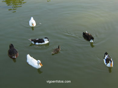 Patos en Estanque urbano
- (Ver mapa).