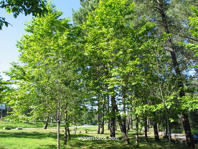 Parque forestal de Bandeira. 