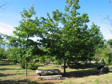 Parque Forestal de Beade (Vigo). 