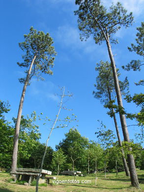 Parque Forestal de Beade (Vigo). 