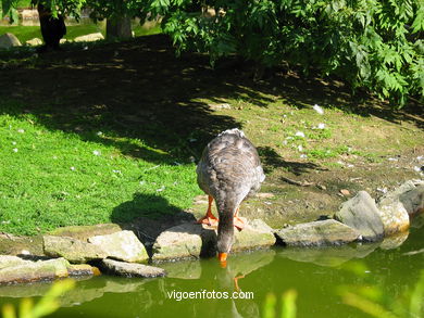 Parque Forestal de Beade (Vigo). 