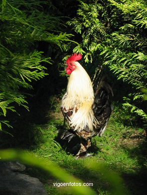 Parque Forestal de Beade (Vigo). 