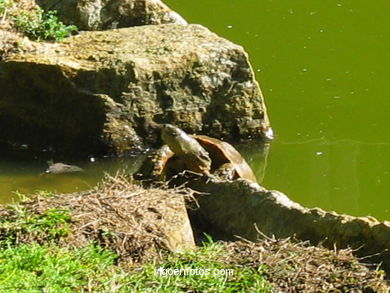 Parque Forestal de Beade (Vigo). 