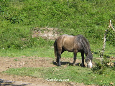 Caballo salvaje en el Cuvi (Zamáns).