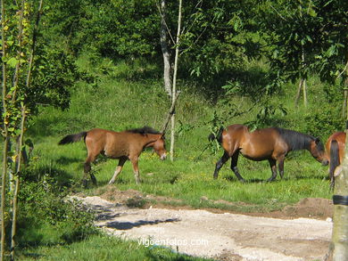 Caballos salvajes en el Cuvi (Zamáns).