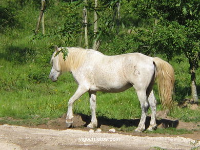 Caballo salvaje en el Cuvi (Zamáns).