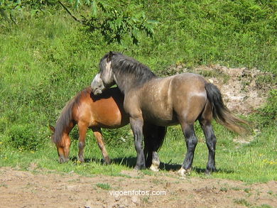 Caballos salvajes en el Cuvi (Zamáns).
