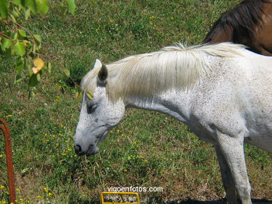 Caballo salvaje en el Cuvi (Zamáns).