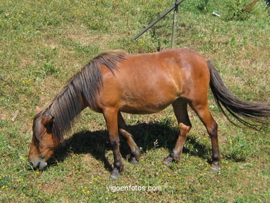 Caballo salvaje en el Cuvi (Zam�ns). 