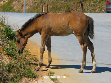 Caballo salvaje en el Cuvi (Zam�ns). 