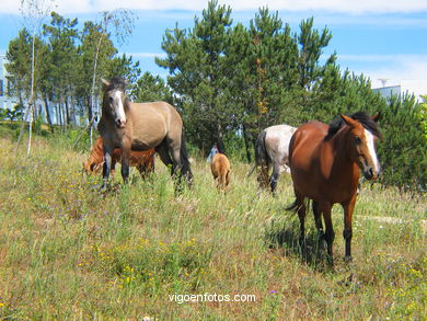 Caballos salvajes en el Cuvi (Zam�ns). 