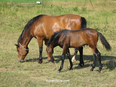 Caballos en Zam�ns. 