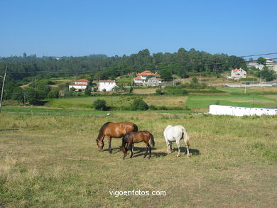 Caballos en Zam�ns. 