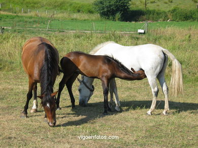 Caballos en Zam�ns. 