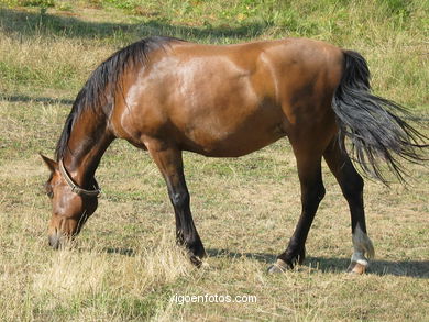 Caballos en Zam�ns. 