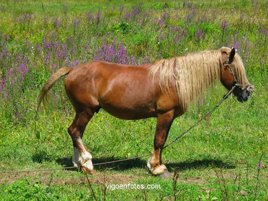 Caballo en S�rdoma. 